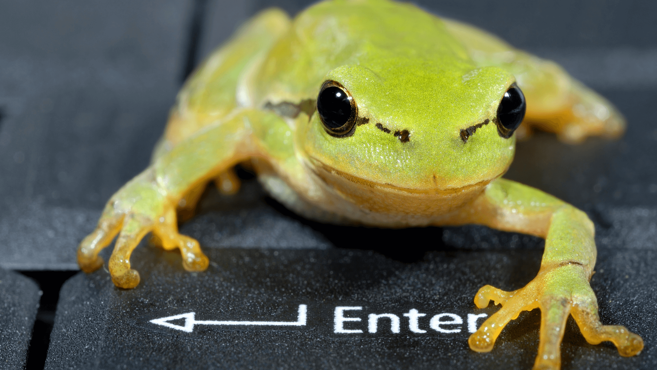 Uncover – JFrog stock Uncover - JFrog stock